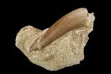 Fossil Plesiosaur (Zarafasaura) Tooth - Morocco #119663-1